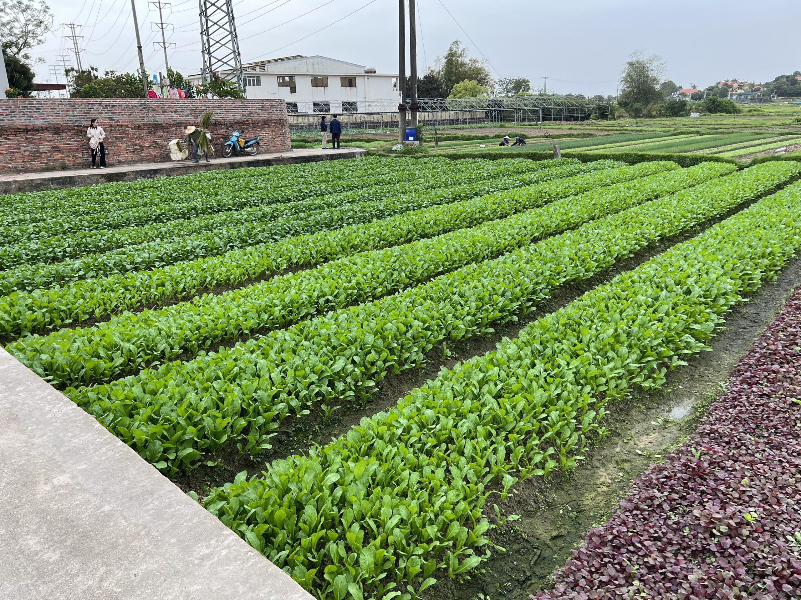Rau sạch được trồng tại Cộng Hòa, Quảng Yên, QN